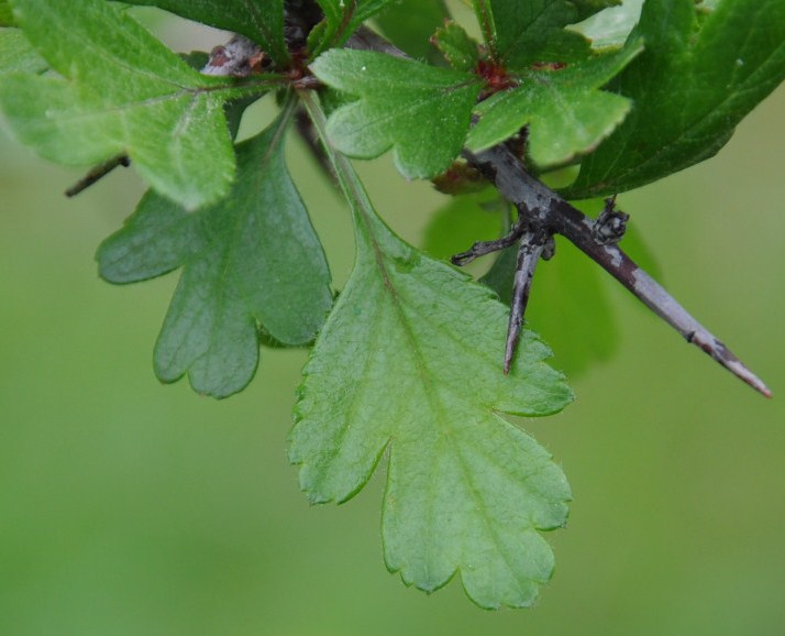 Image of genus Crataegus specimen.