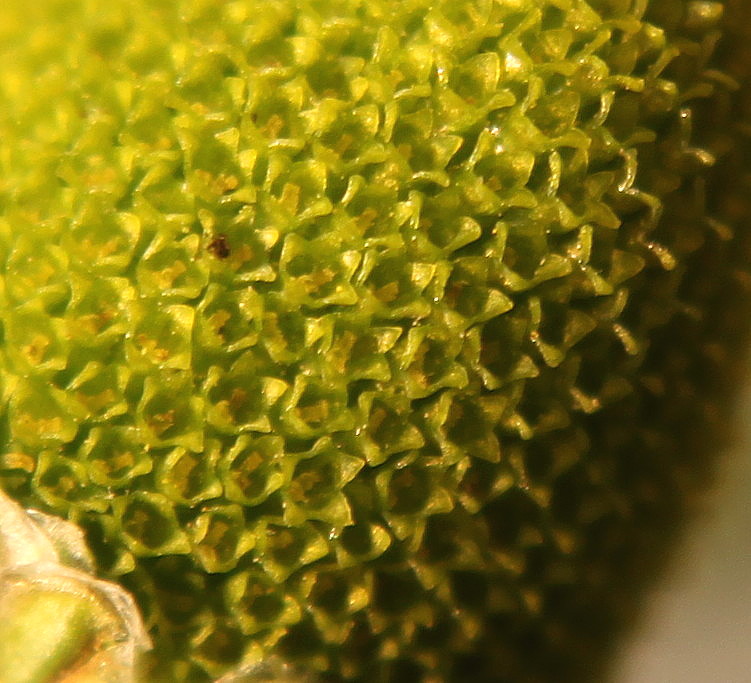 Image of Matricaria discoidea specimen.