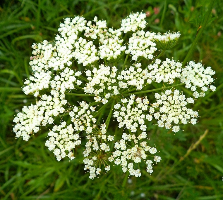 Изображение особи Selinum carvifolia.