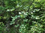 Sorbus caucasica