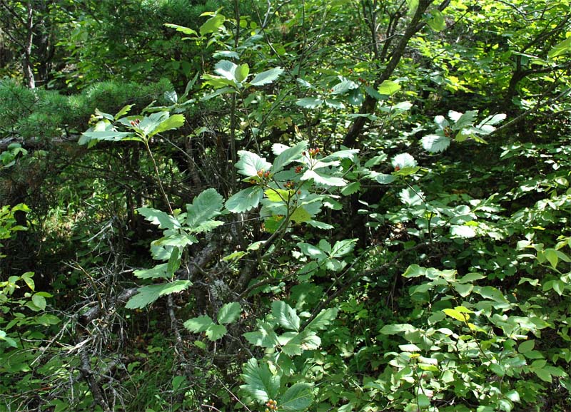 Изображение особи Sorbus caucasica.