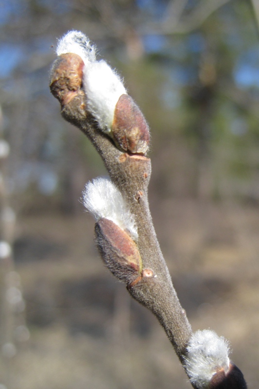 Изображение особи Salix cinerea.