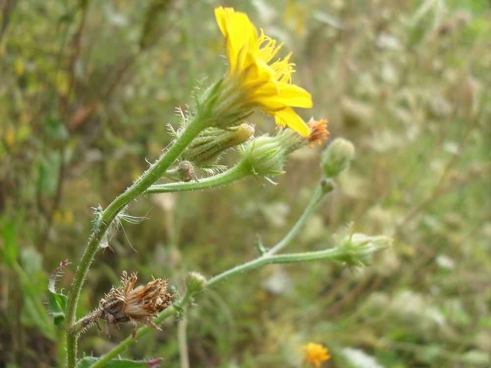 Image of Picris hieracioides specimen.