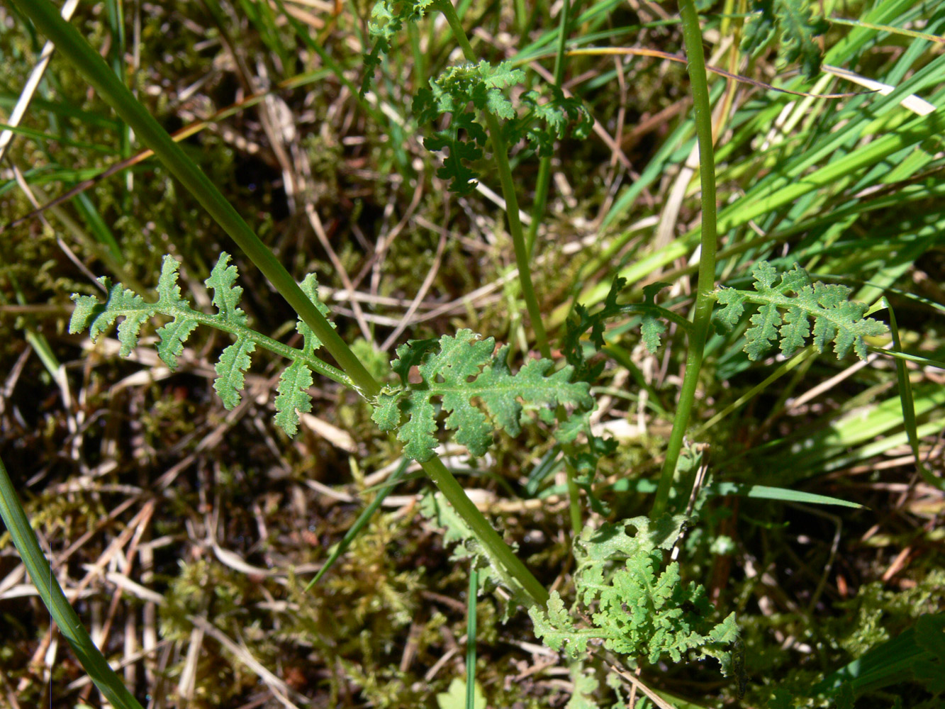 Изображение особи Pedicularis palustris.