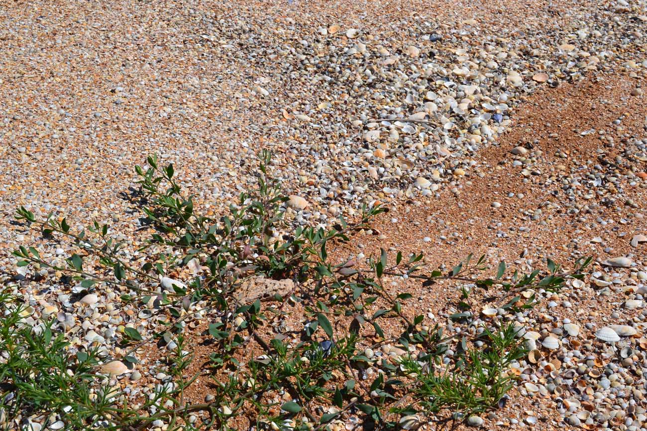 Изображение особи Polygonum maritimum.