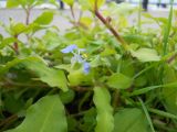 Commelina communis. Часть побега с цветком. Южный берег Крыма, г. Ялта, в культуре. 4 ноября 2012 г.