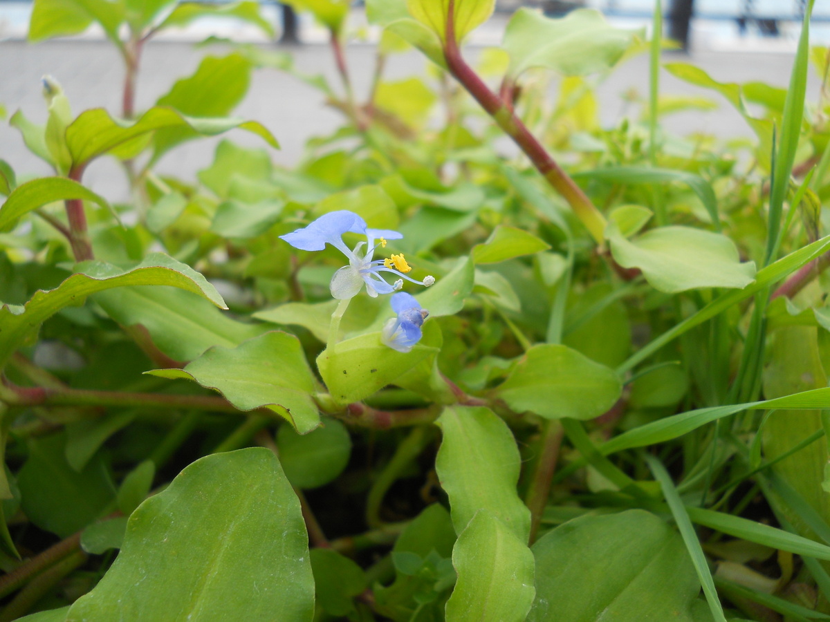 Изображение особи Commelina communis.