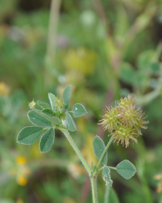 Изображение особи Medicago minima.