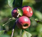 Malus domestica