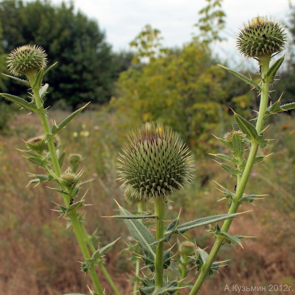 Изображение особи Cirsium serrulatum.