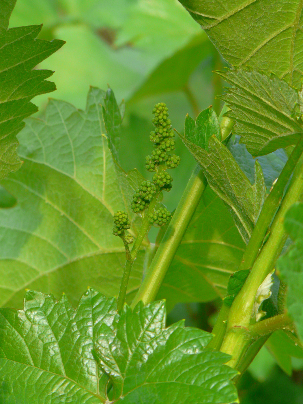 Image of Vitis &times; bacoi specimen.