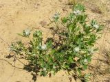 Chamaecytisus austriacus