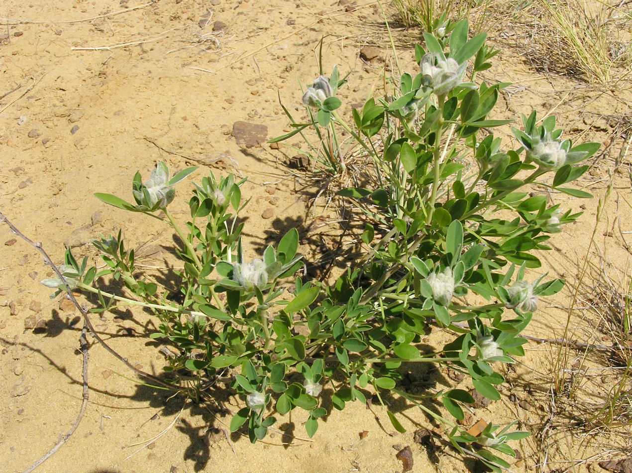 Image of Chamaecytisus austriacus specimen.