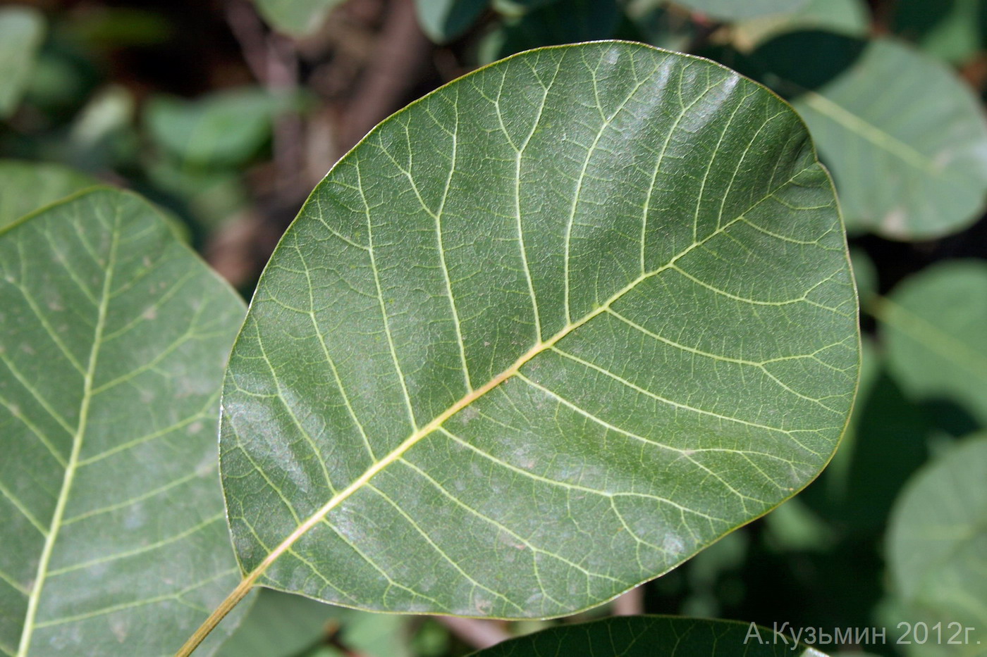 Изображение особи Cotinus coggygria.