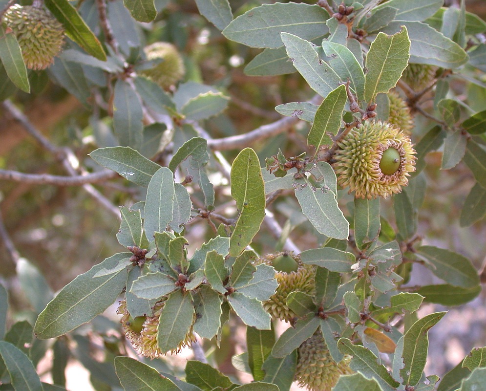 Изображение особи Quercus calliprinos.