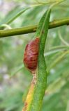 Salix viminalis