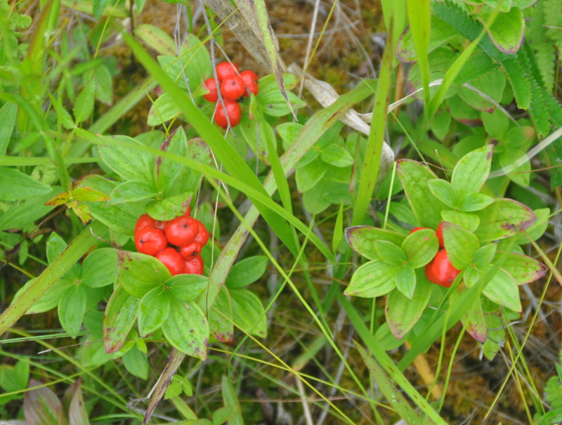 Изображение особи Chamaepericlymenum suecicum.