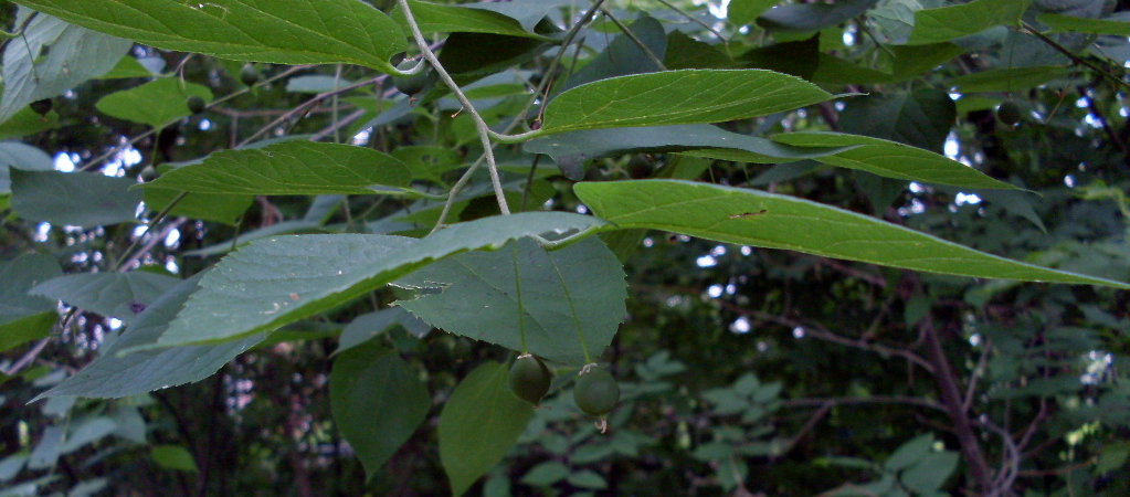 Image of Celtis occidentalis specimen.