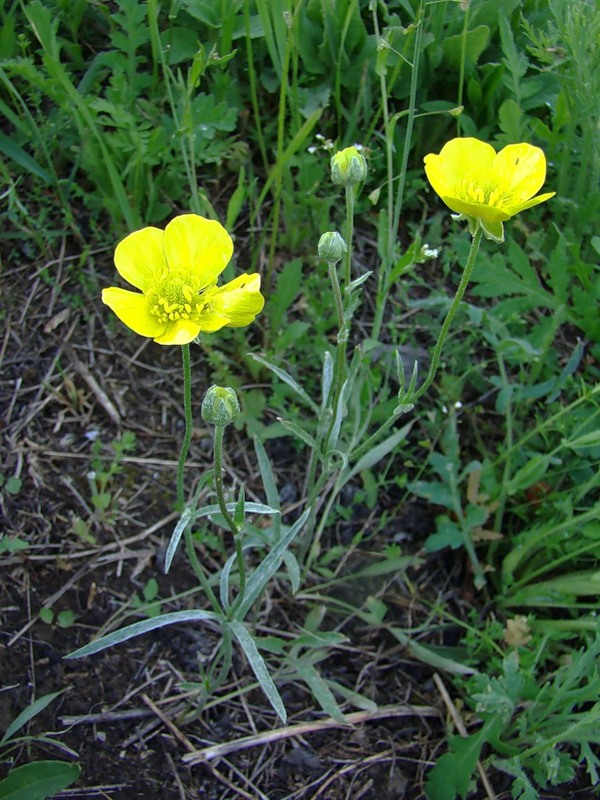 Изображение особи Ranunculus illyricus.