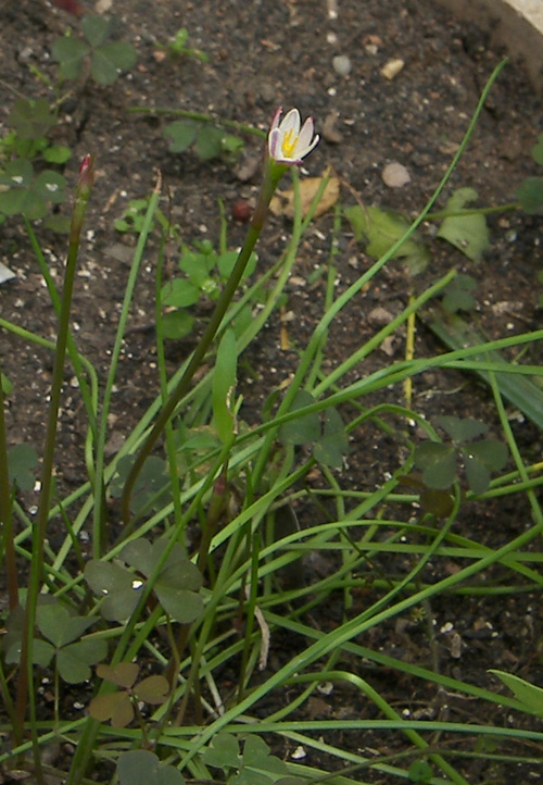 Изображение особи Zephyranthes minima.