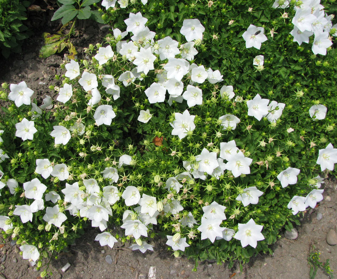 Image of Campanula carpatica specimen.