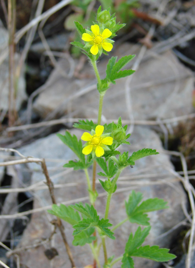 Image of Potentilla norvegica specimen.