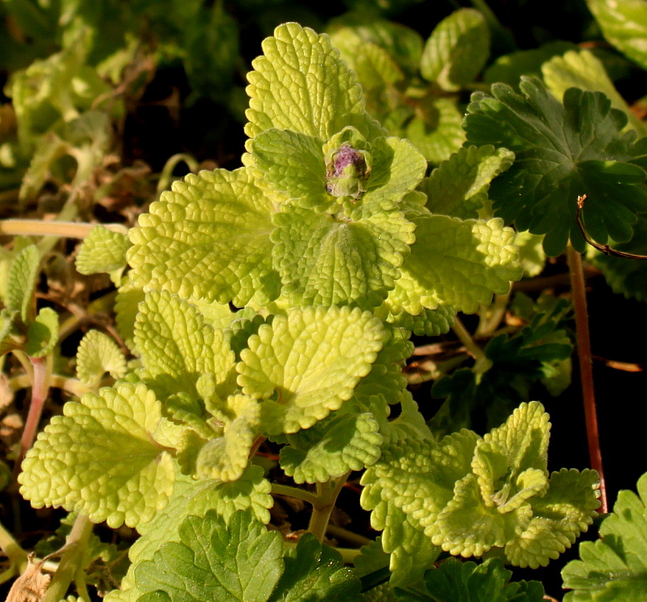 Image of Nepeta &times; faassenii specimen.