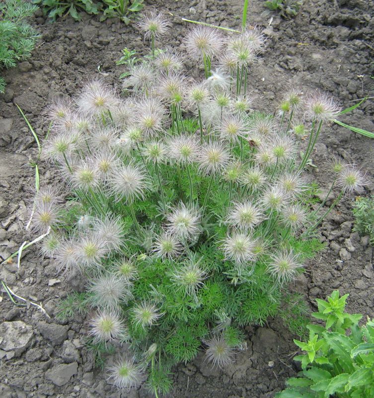 Изображение особи Pulsatilla vulgaris.