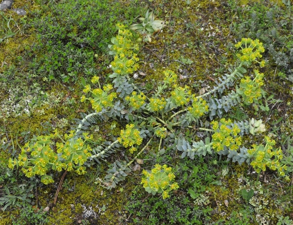 Image of Euphorbia myrsinites specimen.