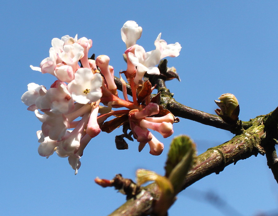 Изображение особи Viburnum farreri.