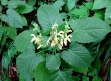 Salvia glutinosa. Цветущее растение. Хорватия, Лика-Сень, Национальный парк «Плитвицкие озёра», лес по берегу озера. 05.09.2012.