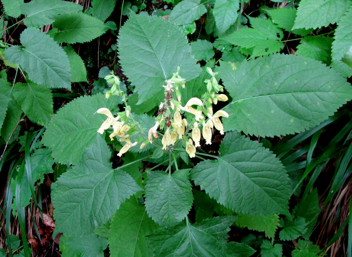 Изображение особи Salvia glutinosa.