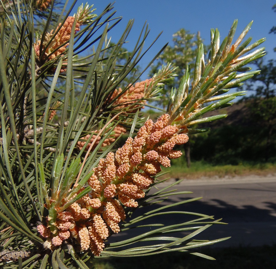 Изображение особи Pinus sylvestris.