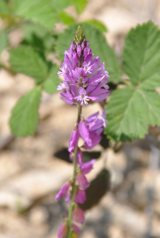 Image of genus Polygala specimen.