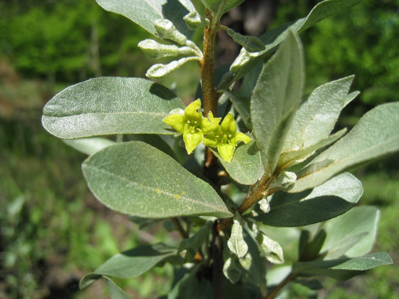 Изображение особи Elaeagnus commutata.