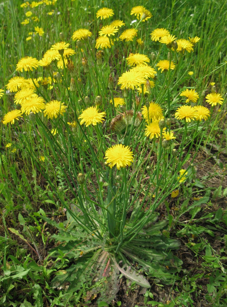 Image of Hypochaeris radicata specimen.