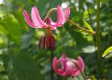 Lilium martagon