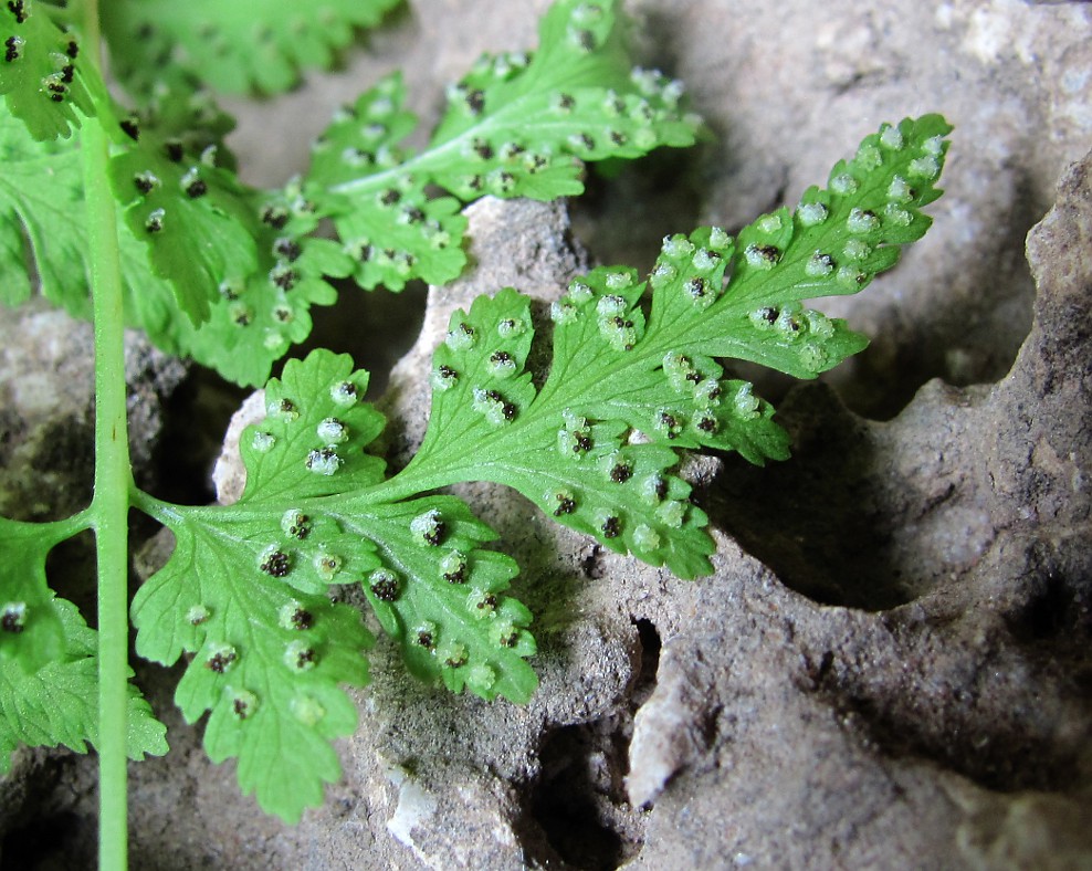 Изображение особи Cystopteris fragilis.