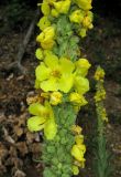 Verbascum densiflorum. Часть соцветия. Крым, окр. Ялты, гора Лапата, сосновый лес. 27 июля 2013 г.