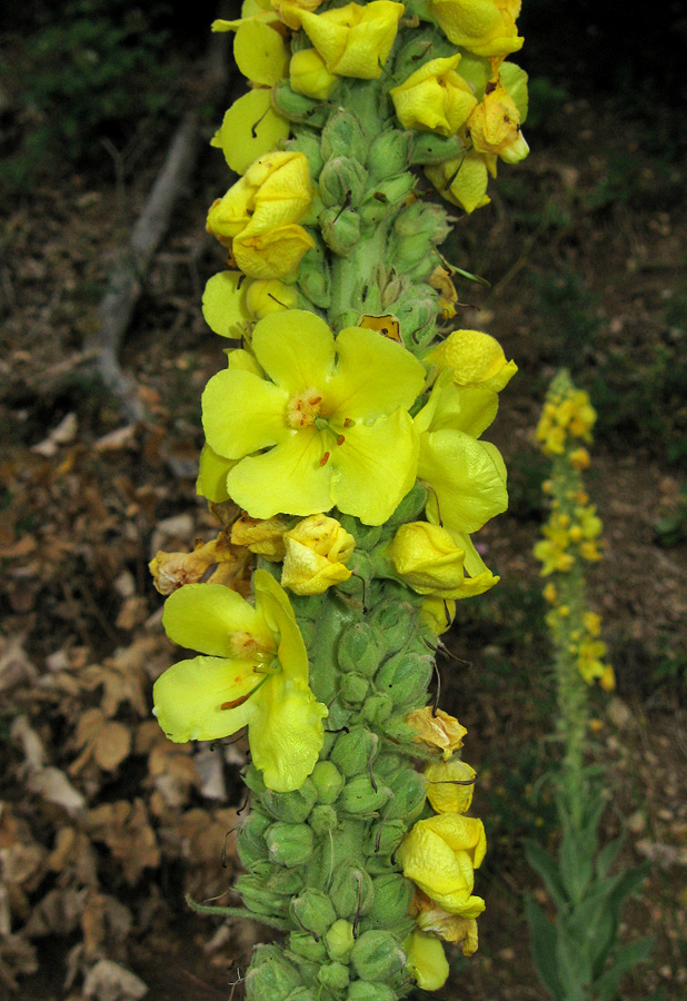 Изображение особи Verbascum densiflorum.