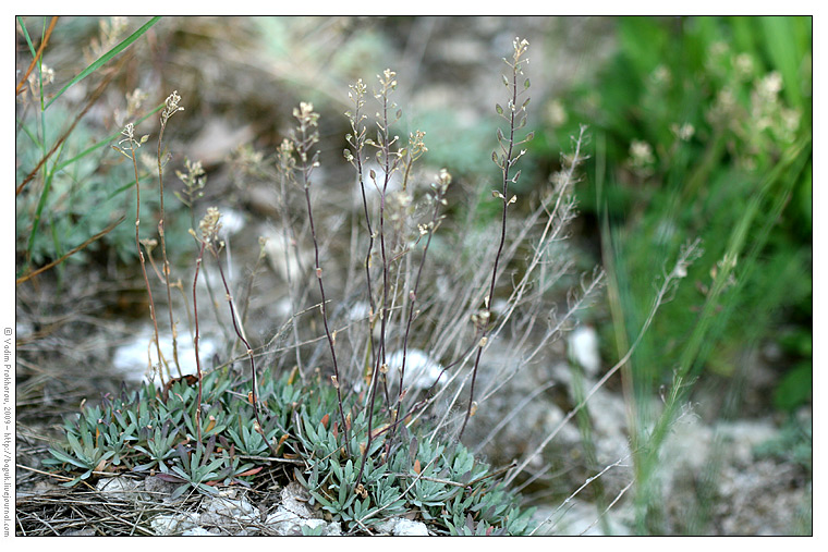 Image of Schivereckia podolica specimen.