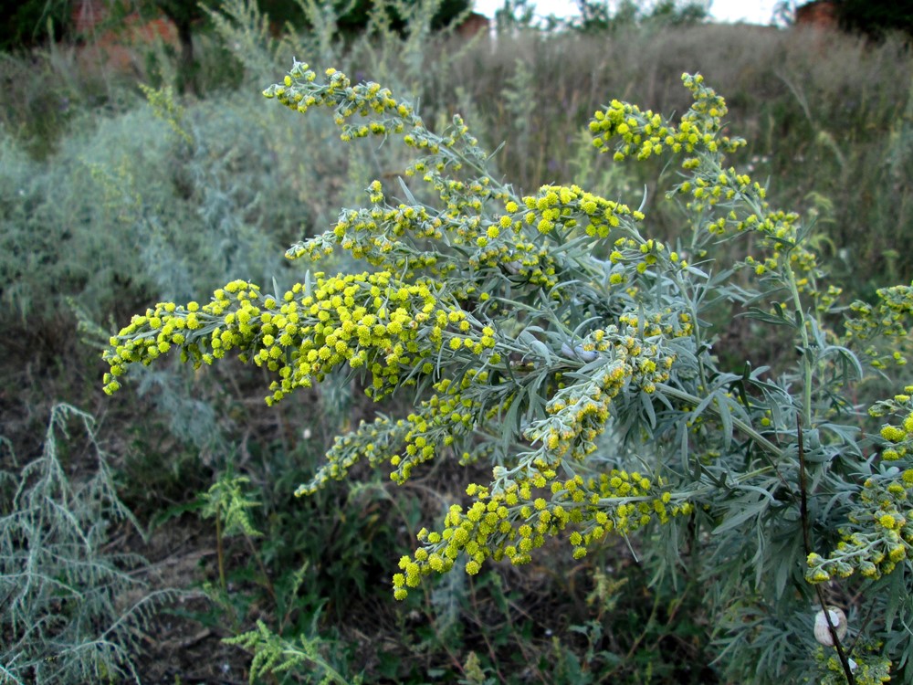 Image of Artemisia absinthium specimen.