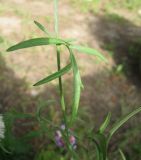 Rudbeckia columnifera. Лист. Санкт-Петербург, клумба. 18 августа 2013 г.