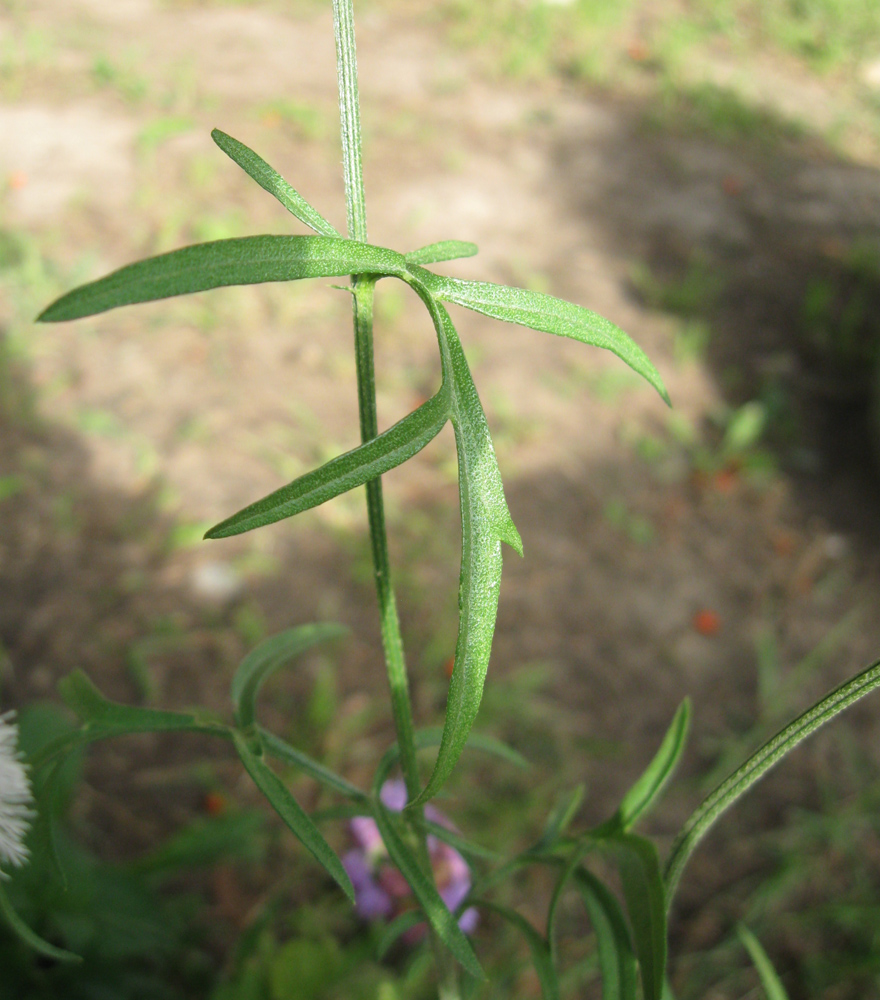 Image of Rudbeckia columnifera specimen.