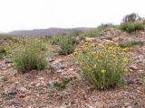 Brachanthemum kirghisorum