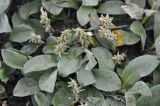 род Salix. Верхушки побегов с соплодиями. Камчатский край, Ключевская группа вулканов, Толбачинский дол. 17.07.2013.