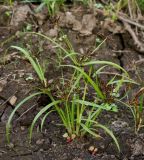 Cyperus orthostachyus. Цветущее растение. Приморский край, окр. г. Находка, обочина дороги. 08.09.2013.