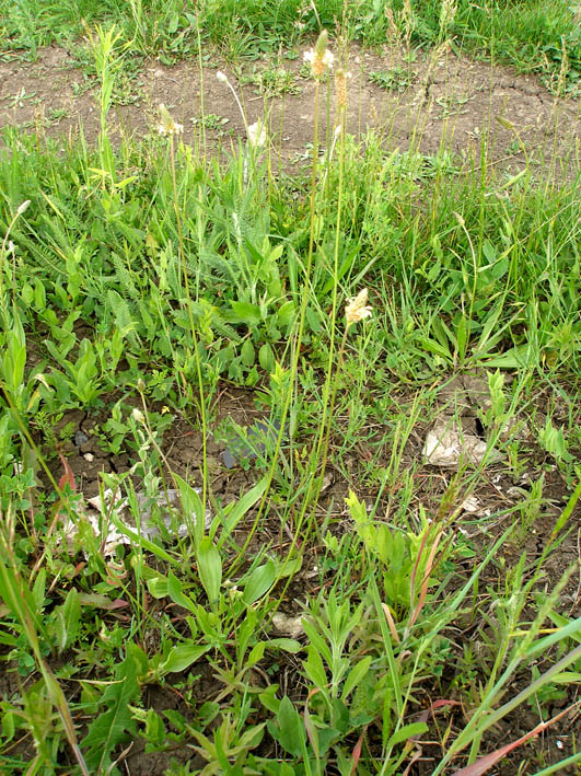 Image of Plantago lanceolata specimen.