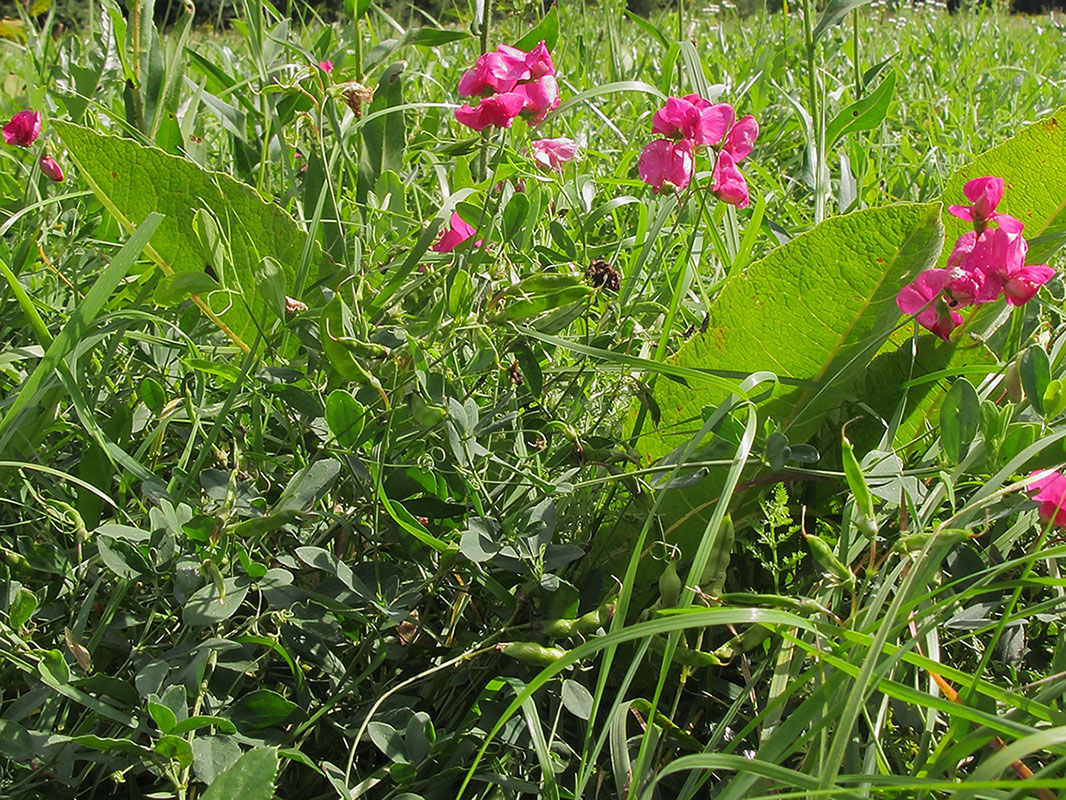 Изображение особи Lathyrus tuberosus.