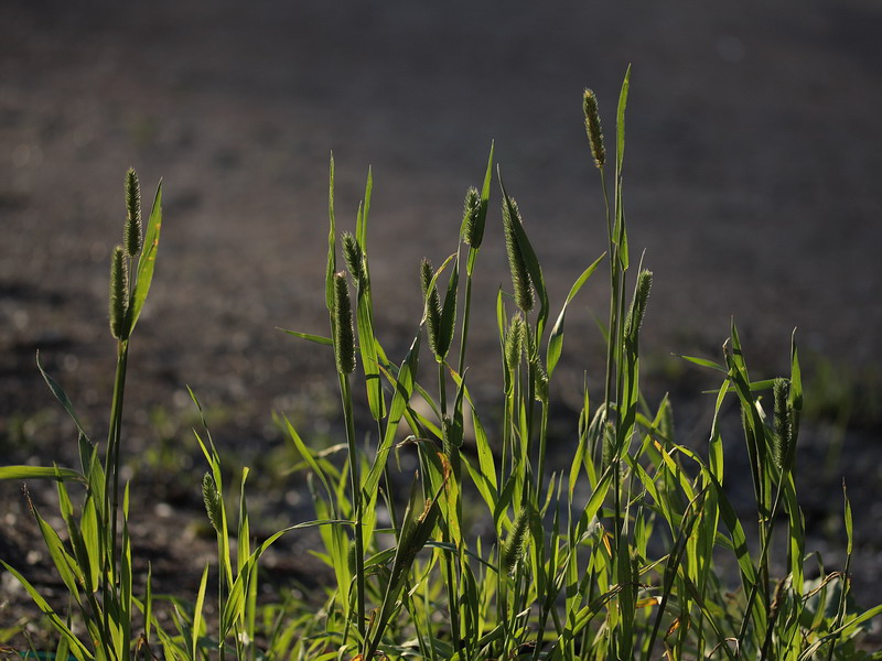 Image of Phleum pratense specimen.